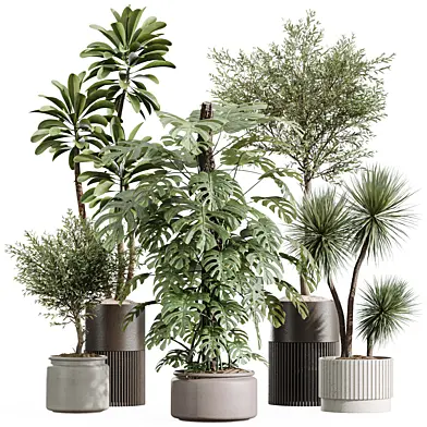 AV Indoor Plants Set 424 Yucca Palm and Elegant Monstera and Olive Elegant Tree and Euphorbia Drupifera
