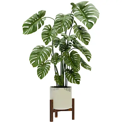 Plants set 14_Monstera Deliciosa Modern Pot