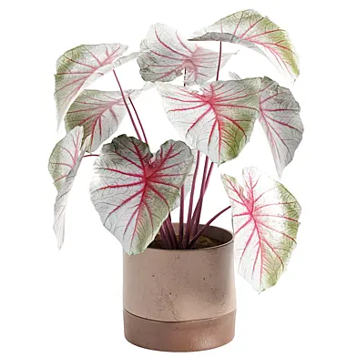 Caladium bicolor