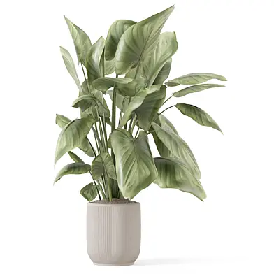 Indoor Plants in Minimal Pot_Set 3829