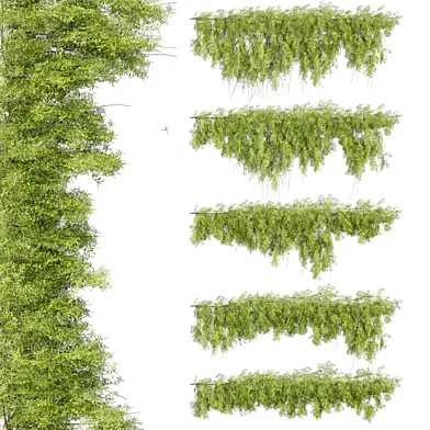 plant vol 698 - bush - ivy - Outdoor