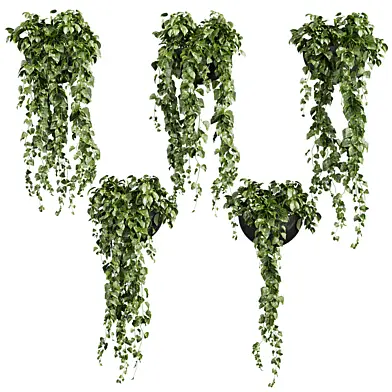 Plant vol 700 - Hanging - Pothos - Araceae