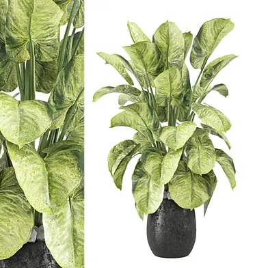 indoor Plants Collection 2261