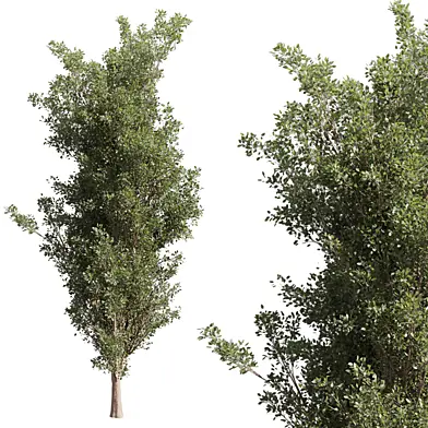 plant vol 704 - Populus - Tremuloides - Tree