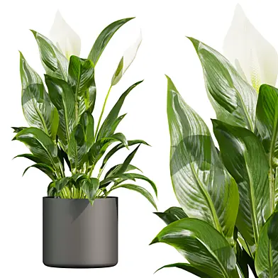 plant vol 708 - indoor - peace - lily