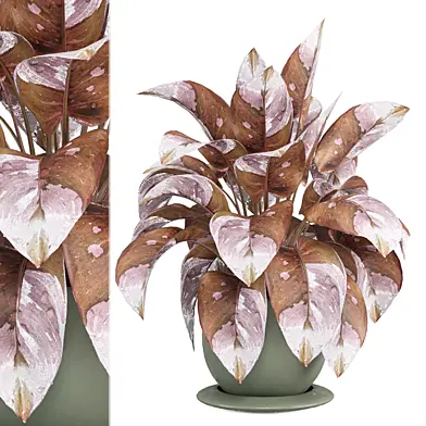 indoor Plants Collection 2284