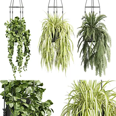 plant vol 715 - hanging - pothos - grass - fern