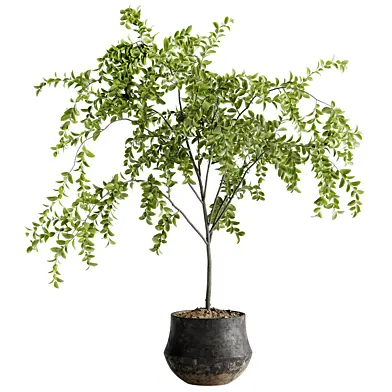 Indoor Bonsai Plants 122