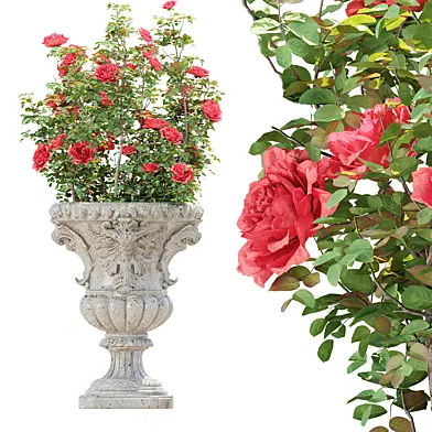 Classic Ornamental Planter with Roses Vol 336
