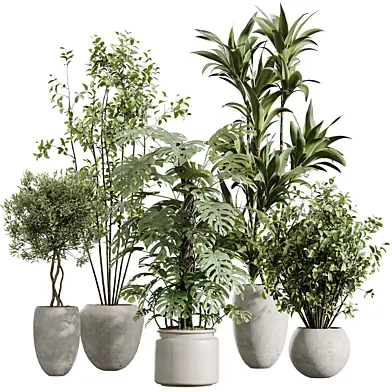 AV Indoor Plants Set 443 Olive Eucalyptus and Elegant Monstera and Chemlali Olive Tree and Warneckii Lemon