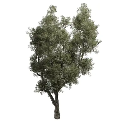 tree vol 44