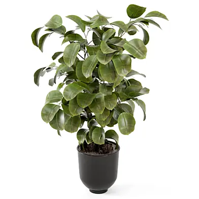 Indoor Green Ficus Black Pot_Set 4035