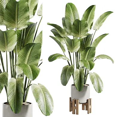 Indoor plant A625