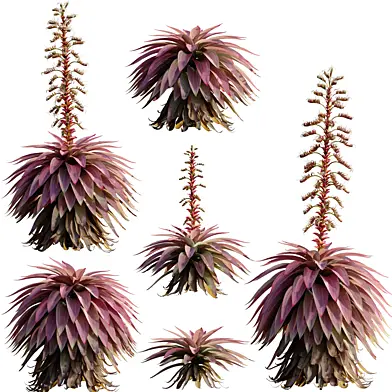 Alcantarea imperialis - Giant Bromeliad - Imperial Bromeliad 02