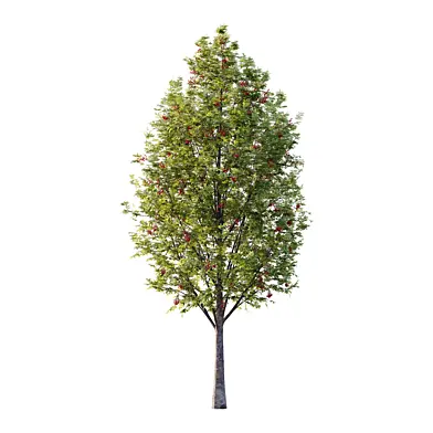 Rowan Fruit Tree 10
