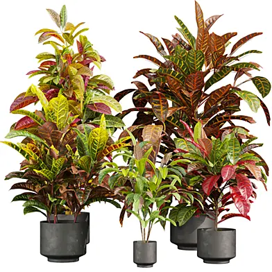 plant vol 758 - indoor - Croton - leaf