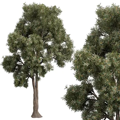 Plant vol 763 - Eucalyptus - Sideroxylon - tree