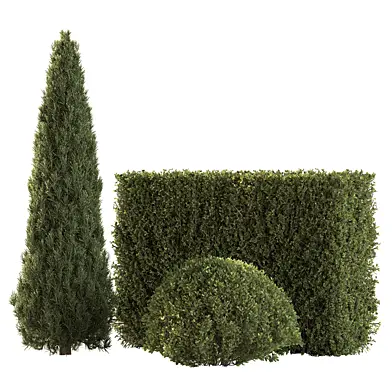 Topiary Pine Bush 175