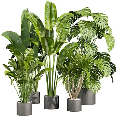 plant vol 766 - palm - banana - monstera