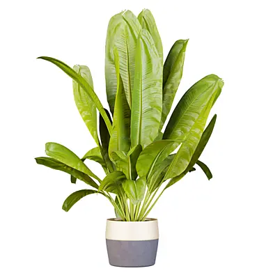 plant vol 768 - banana - leaf