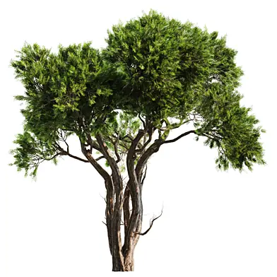 Outdoor tree mf 960