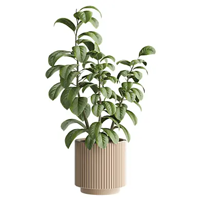 indoor Plant 681