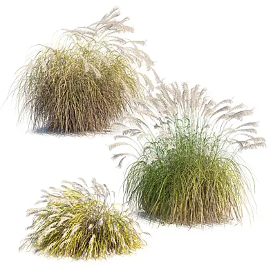 Autumn Miscanthus sinensis