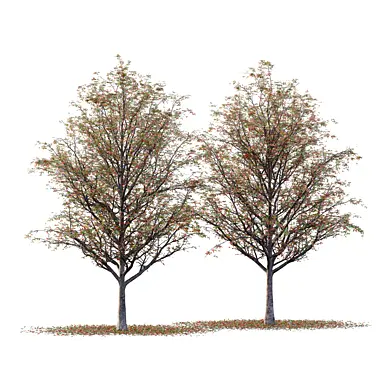 Rowan tree 18