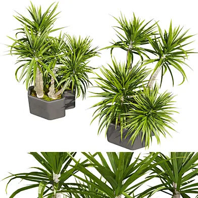 Plant vol 778 - palm - dracena