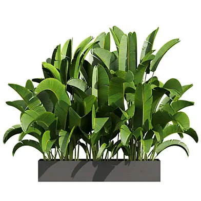plant vol 779 - banana - leaf