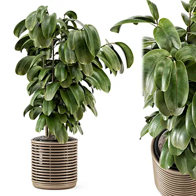 Indoor Ficus Plants Wooden Pot_Set 4107