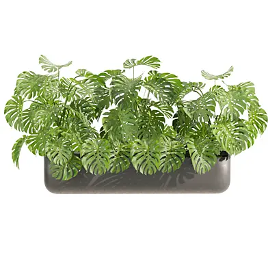 plant vol 803 - monstera - box
