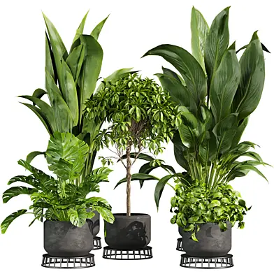plant vol 809 - indoor - monstera - peace - lily - pothos