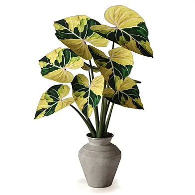 Indoor Plant in Pot 378