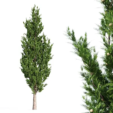 Cypress Tree - Tree Set 017
