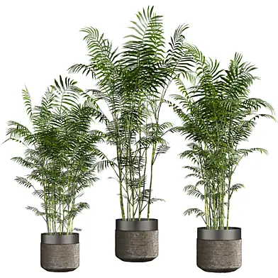 plant vol 834 - chamaedorea - seifrizii - bamboo