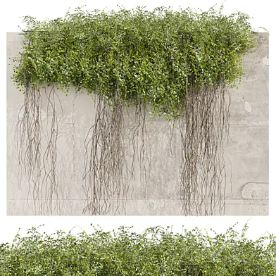 plant vol 841 - ivy - concrete - creeper