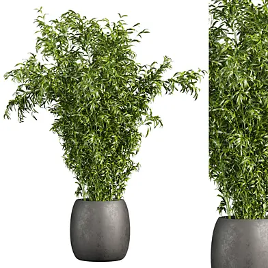 plant vol 842 - bamboo -  leaf