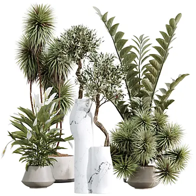 AV Indoor Plants Set 476 Yucca Elephantipes and Olive Tree and Zamiifolia and Peace Lily