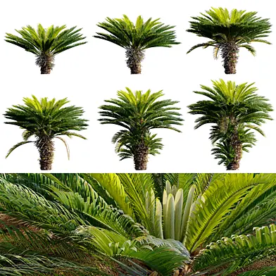 Cycas revoluta - Sago palm 04