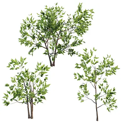 Fresh Green Garden Plant 007