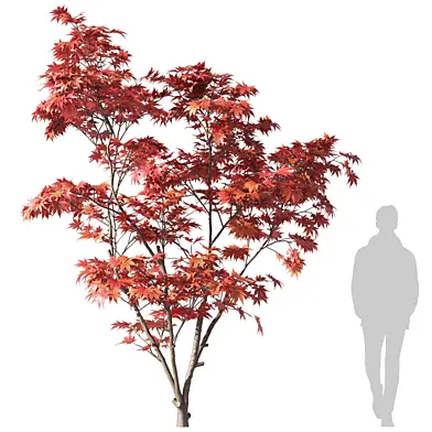 Клен Японский / Acer palmatum 3.5м 003