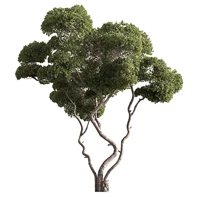 RedGum Topiary Set 440
