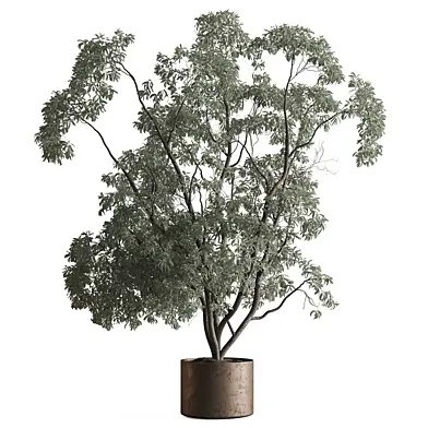 Indoor Plant 961 - Olive Tree