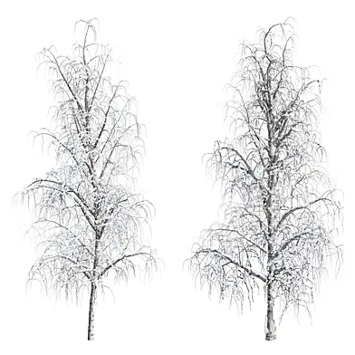 Birch winter set