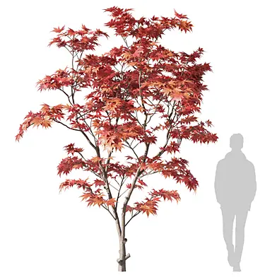 Клен Японский / Acer palmatum 3.1м 004