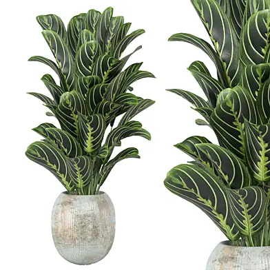 indoor Plants Collection 2453