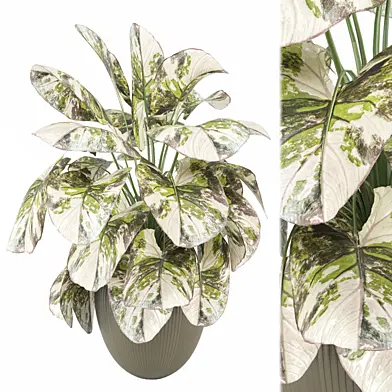 Indoor Plants Collection 2460