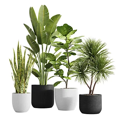Indoor Plant set - 004