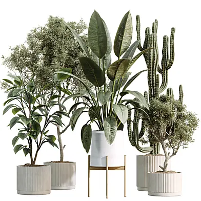 AV Indoor Plants Set 504 Ficus Elastica Chemlali Olive Ficus Lyrata Cactus Euphorbia